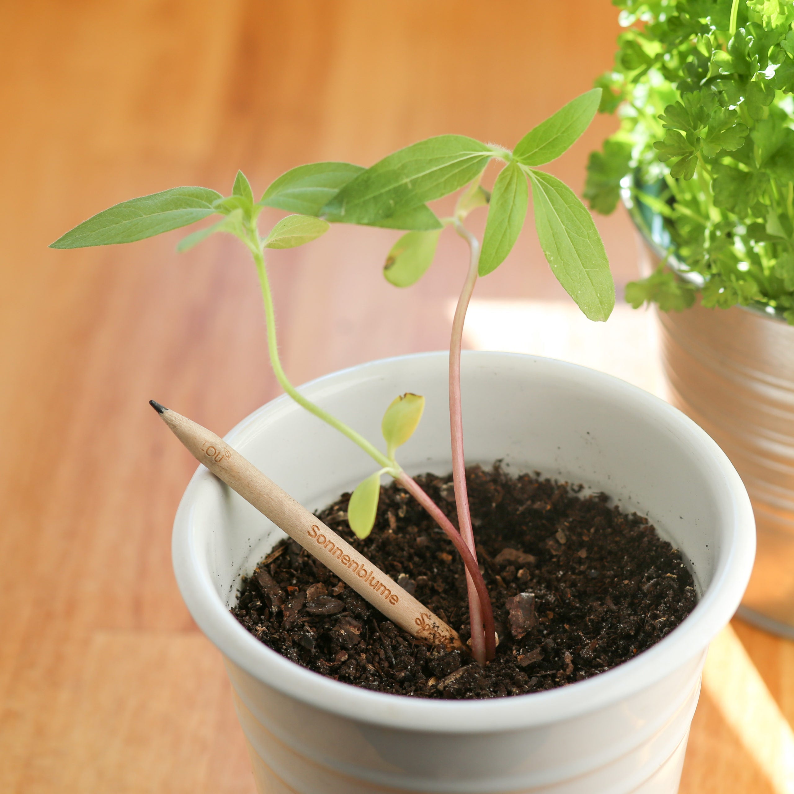 Naturalou Bleistift zum Einpflanzen von Sprout